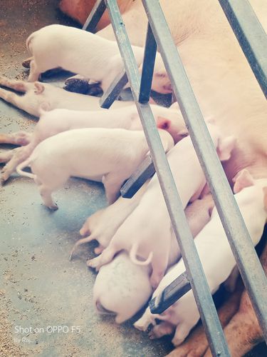 Piglet — photo 2