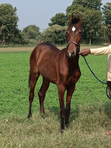 Marwari Horse — photo 4