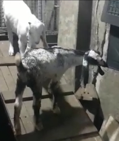 Gulabi Goats — photo 2