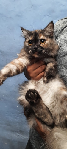 Doll Face Cat — photo 4