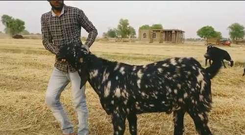 Punjabi Beetal Goat