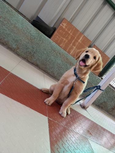 Golden Retriever Puppy — photo 3