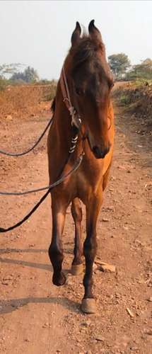 Marwadi Horse 🐎 — photo 6