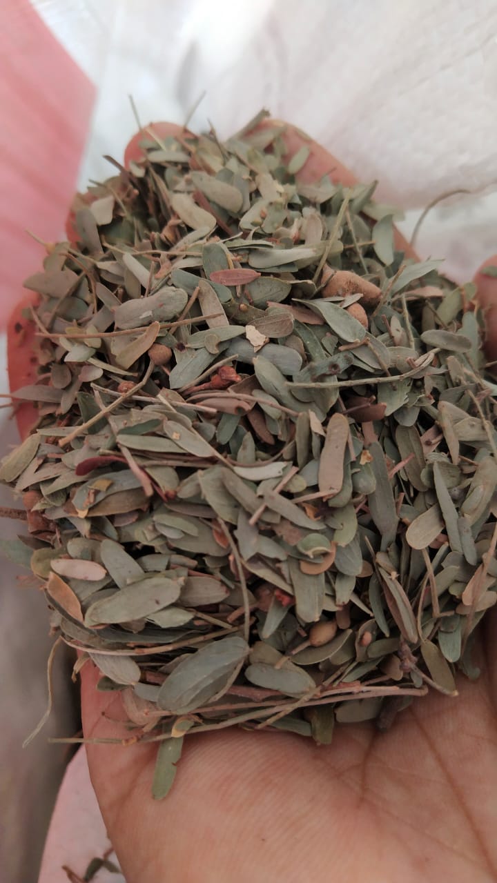 Hari Patti for Goats — photo 2