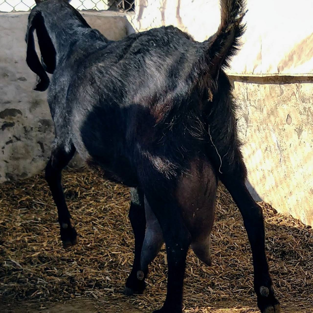 beetal goat milk