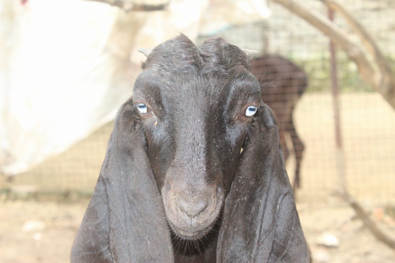 beetal eyes