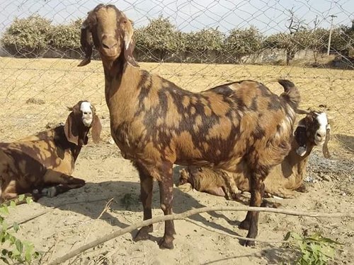 Sirohi Goat