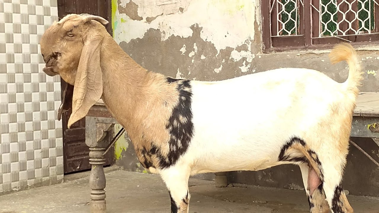 तोतापुरी बकरी
