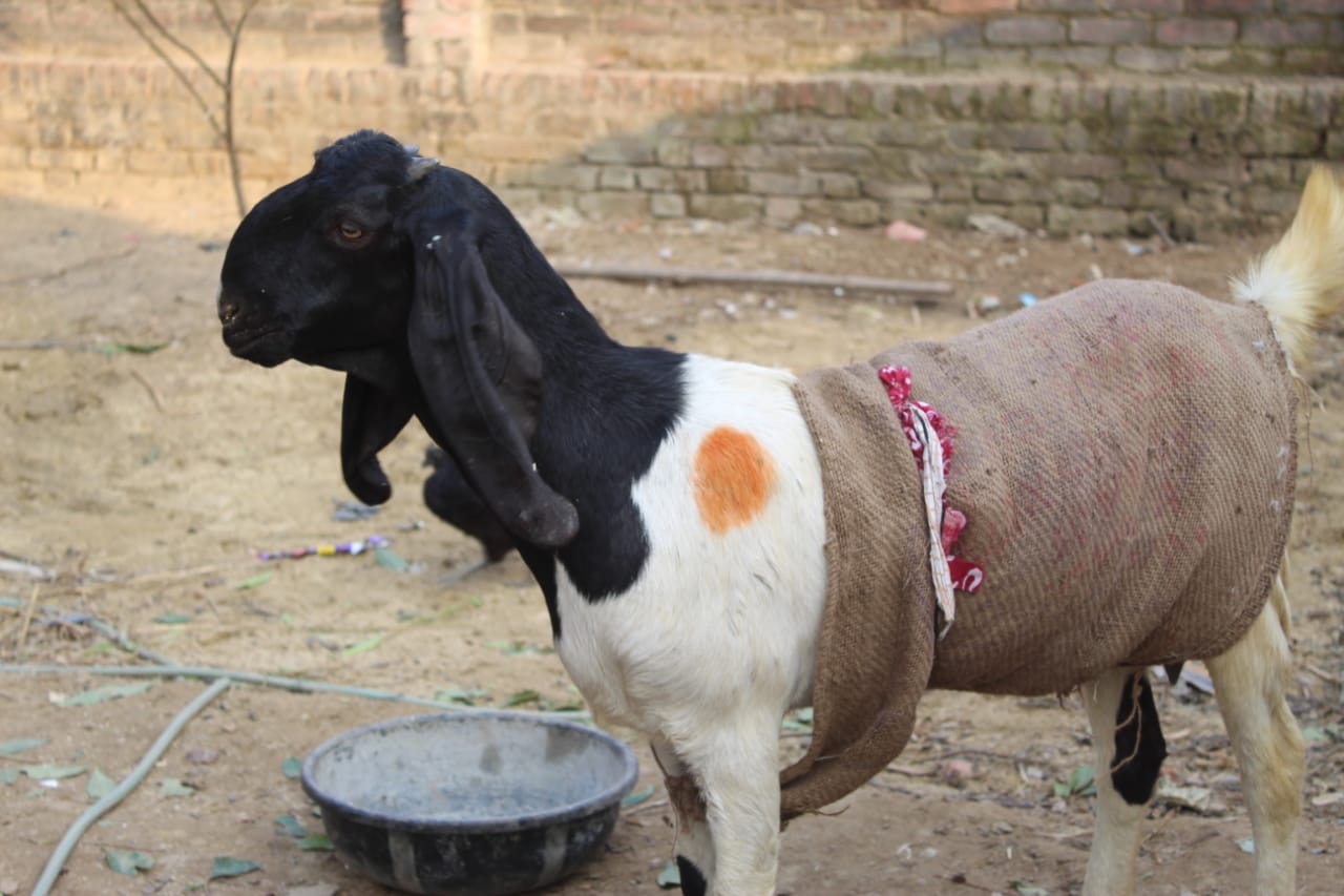 Totapuri Goat