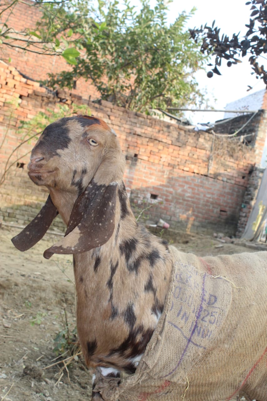 Totapuri Breed