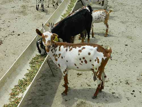 barbari goat