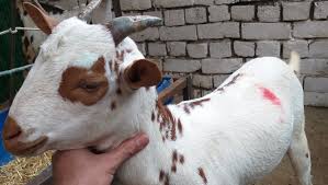 Mathura Barbari
