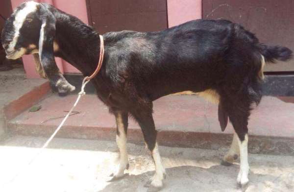 Kota Female Goat