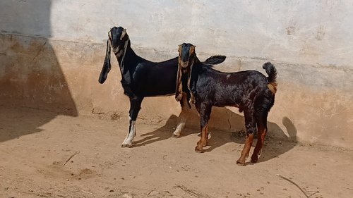 Kota Breed