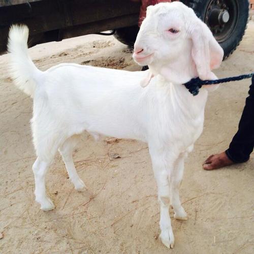 sojat goat kid