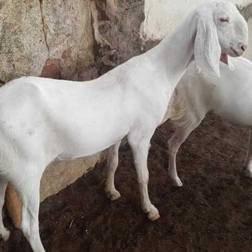 sojat female goat