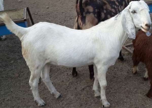 सोजत बकरी