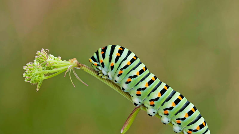 Caterpillar