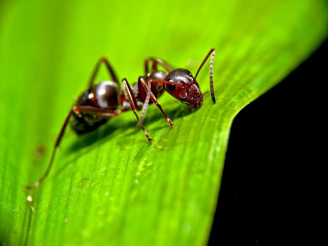 Ant