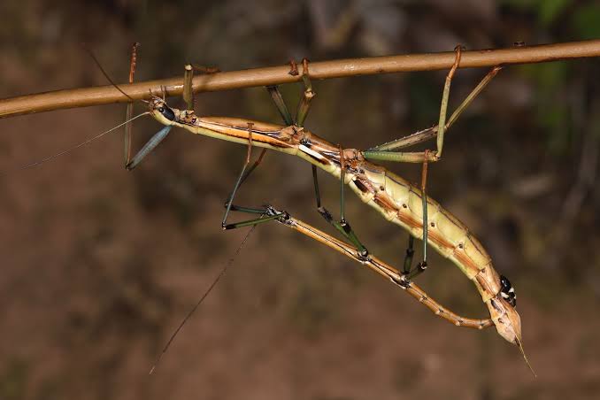 Scientific Name – Phasmatodea