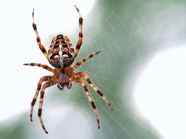Scientific Name – Araneae