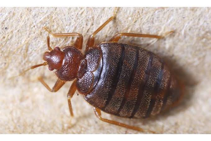 Scientific Name – Cimex lectularius