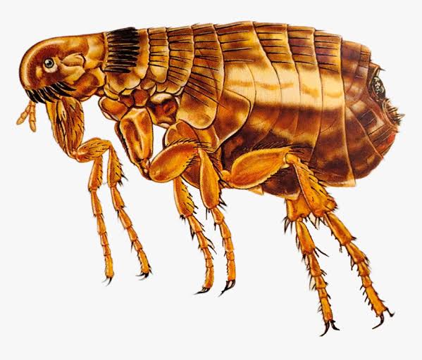 Scientific Name – Siphonaptera