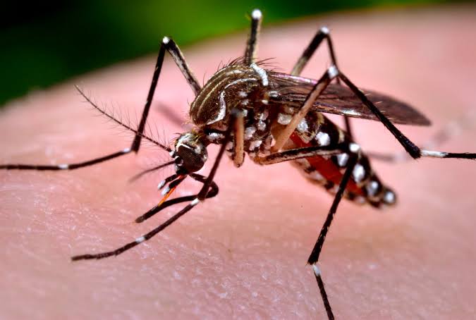 Scientific Name – Culicidae