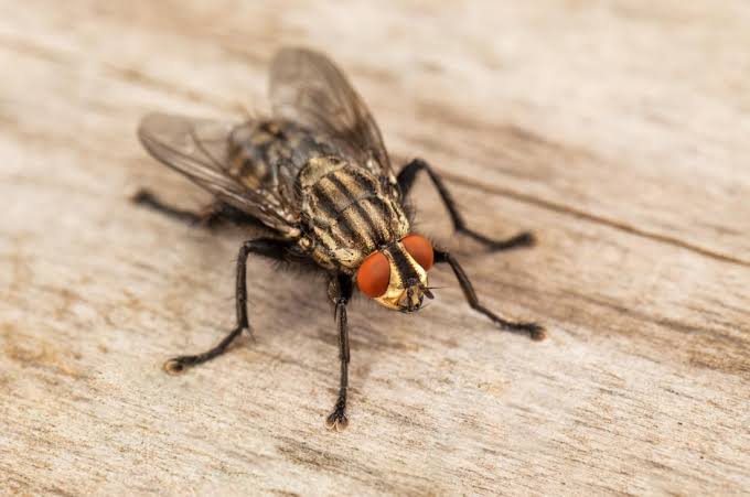 Scientific Name – Musca domestica