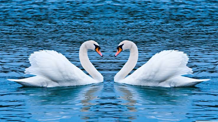 Swan 