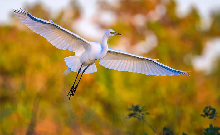 Great Egret