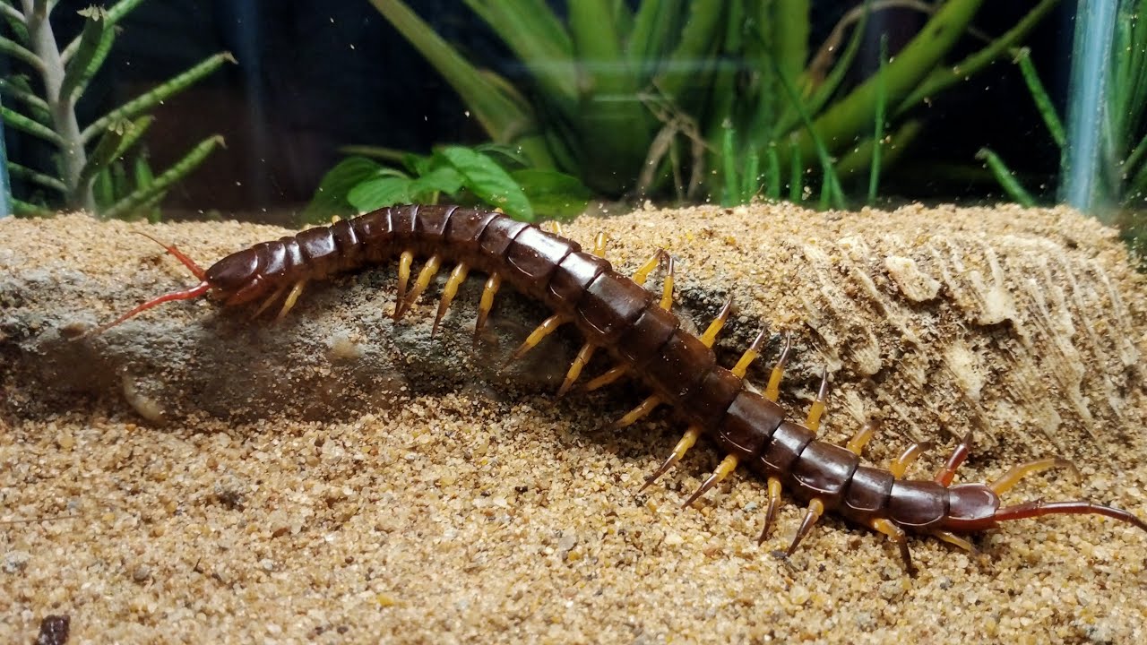 Centipede