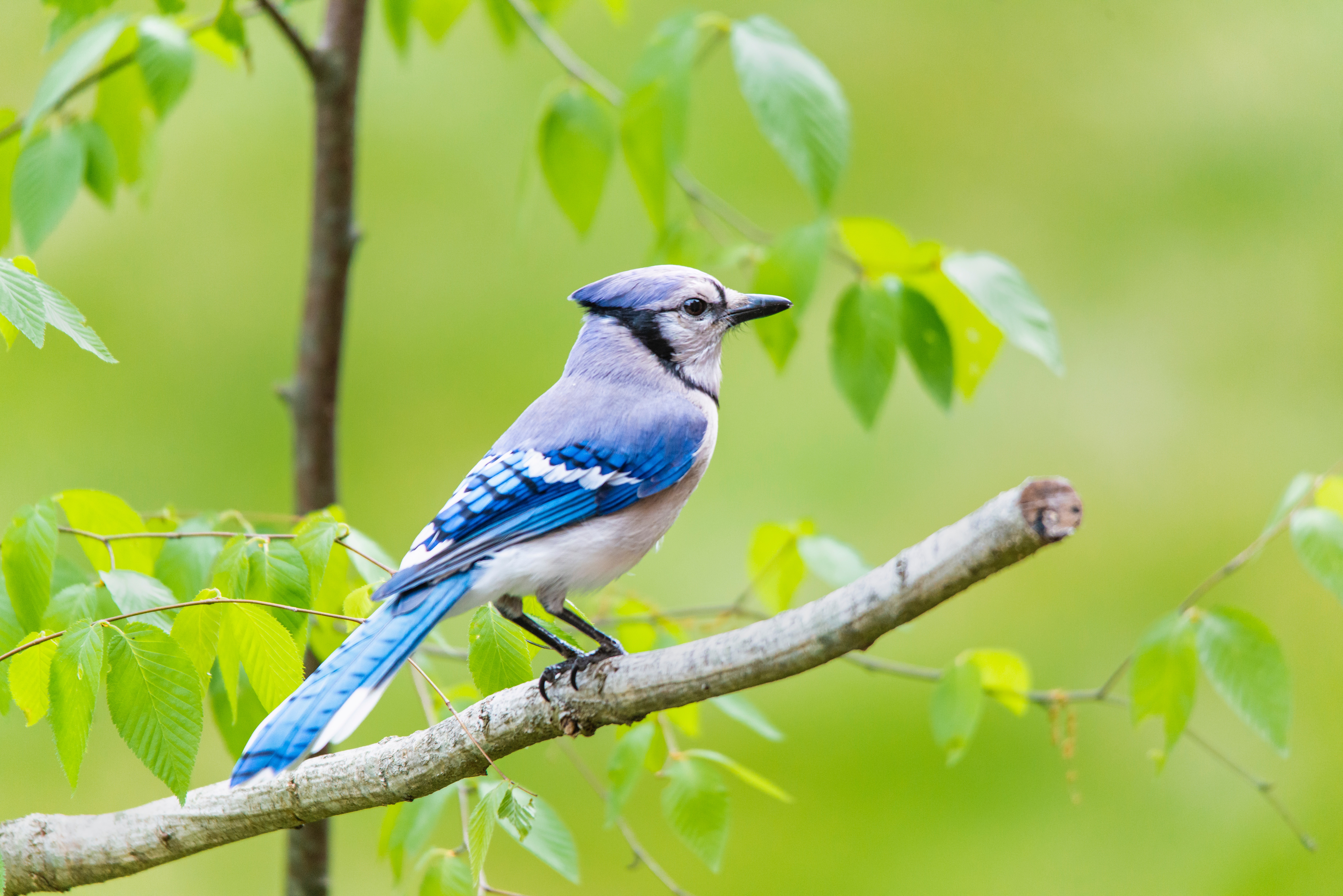 Blue jay