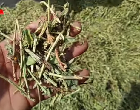 groundnut bhusha