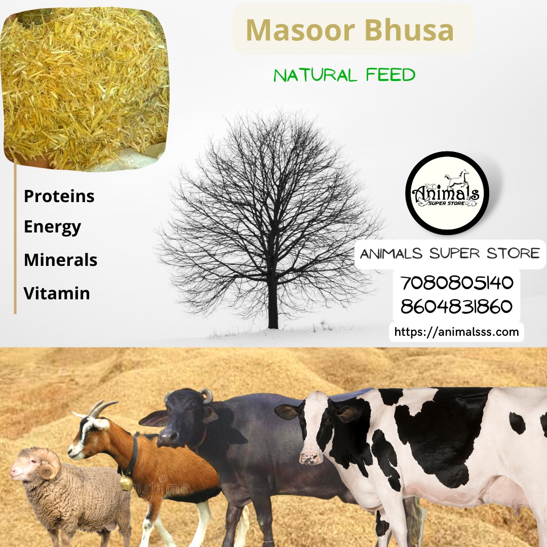 Masoor Bhusa
