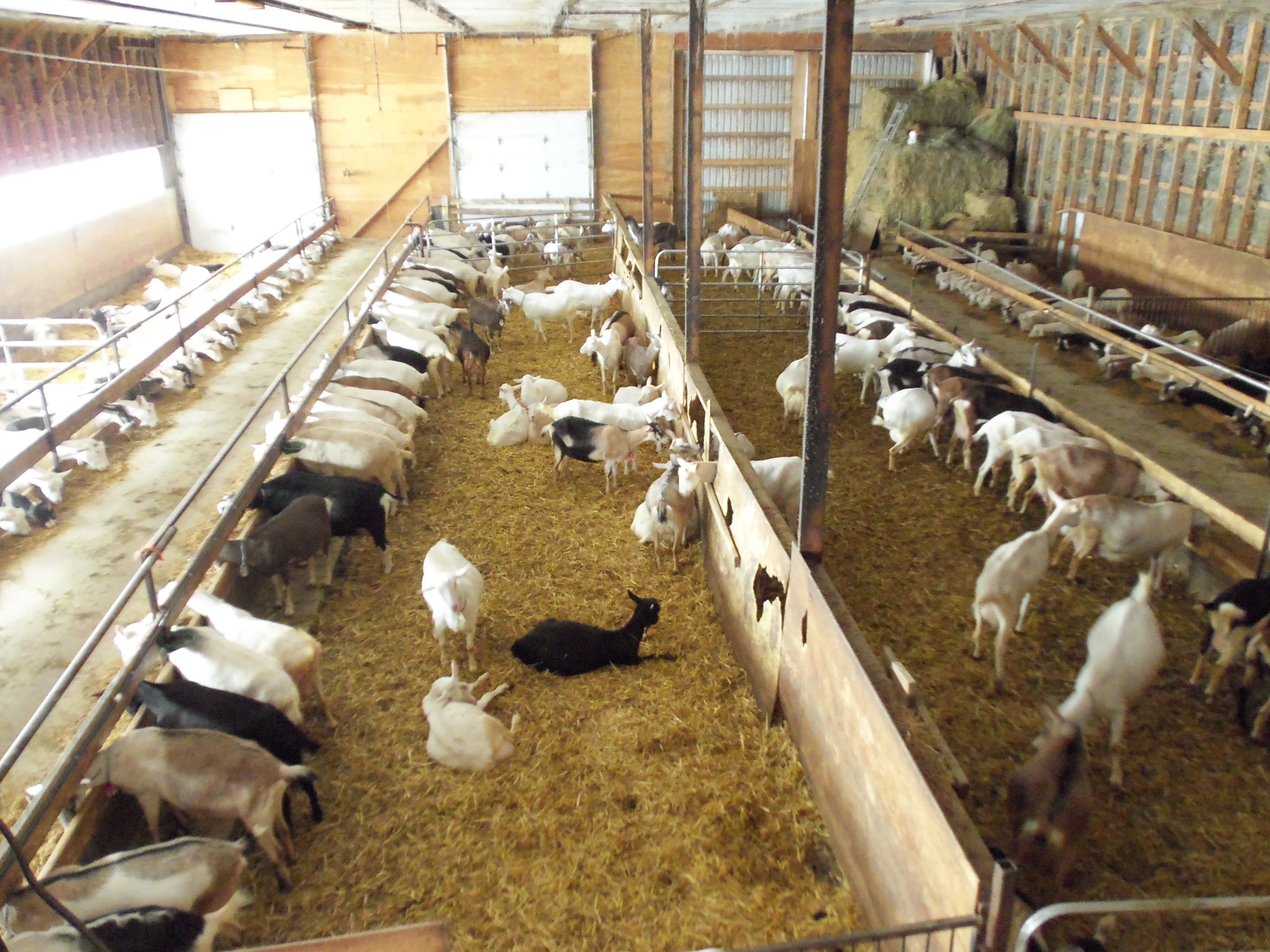 goat farming business