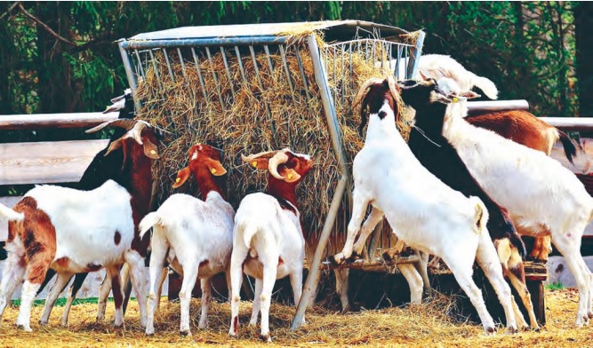 goat farming business