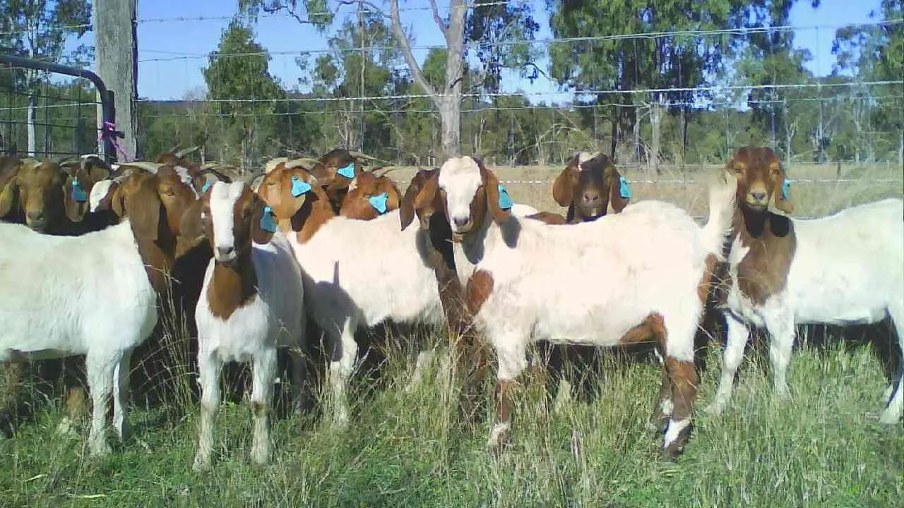 goat farming business