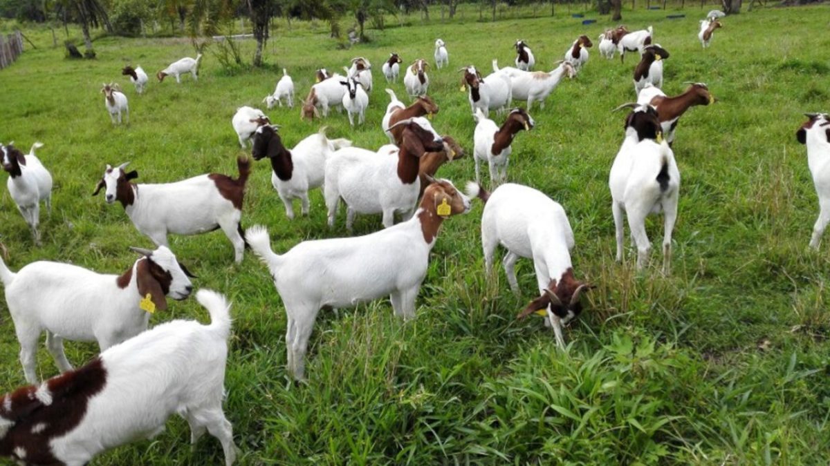 goat farming business