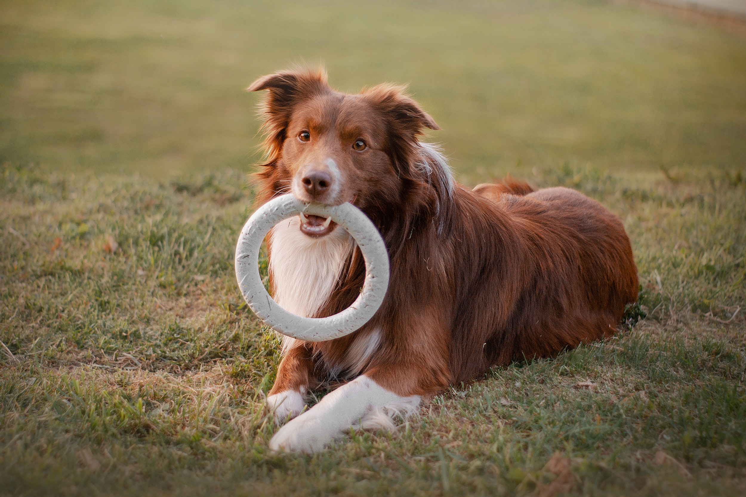 Dog