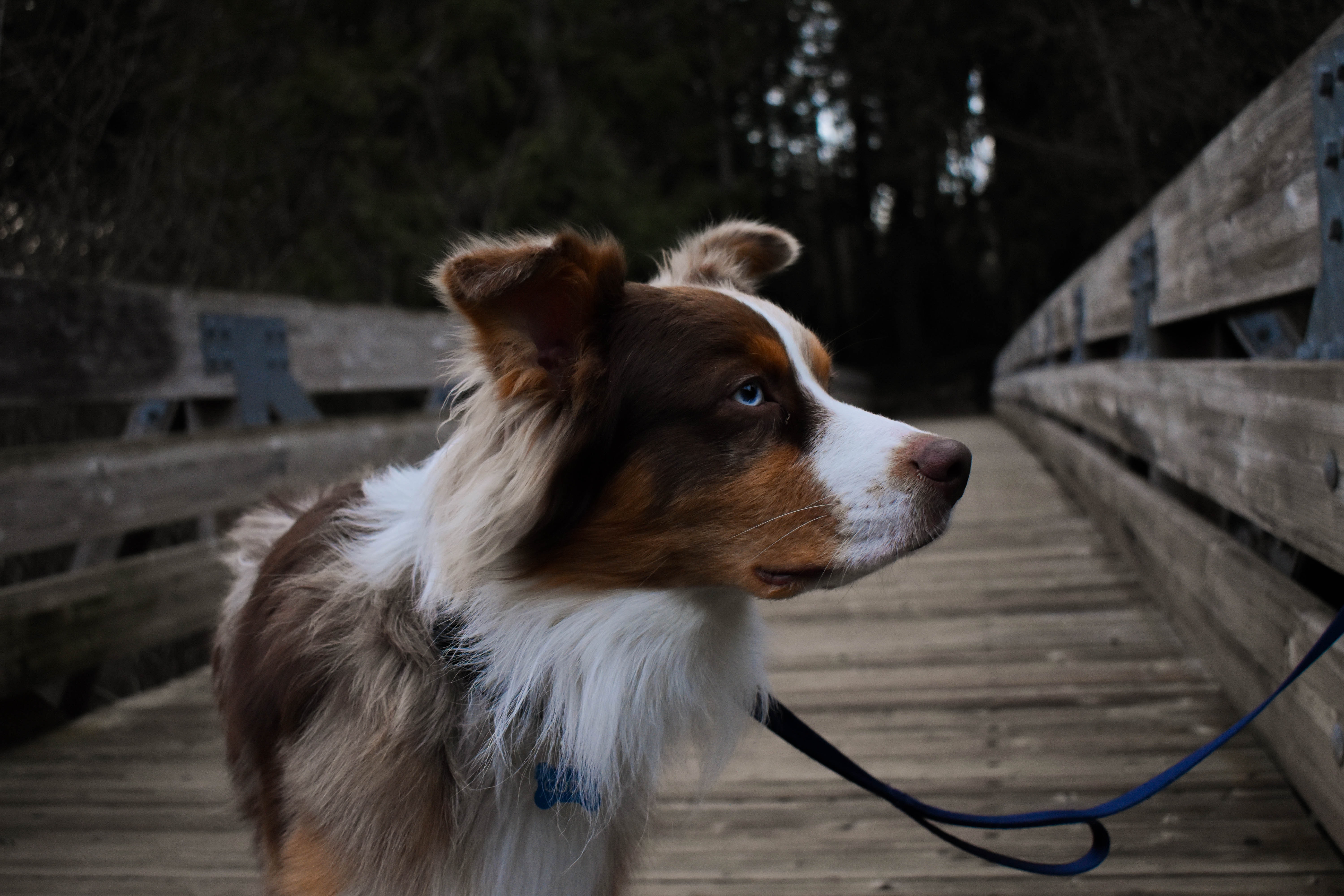 dog