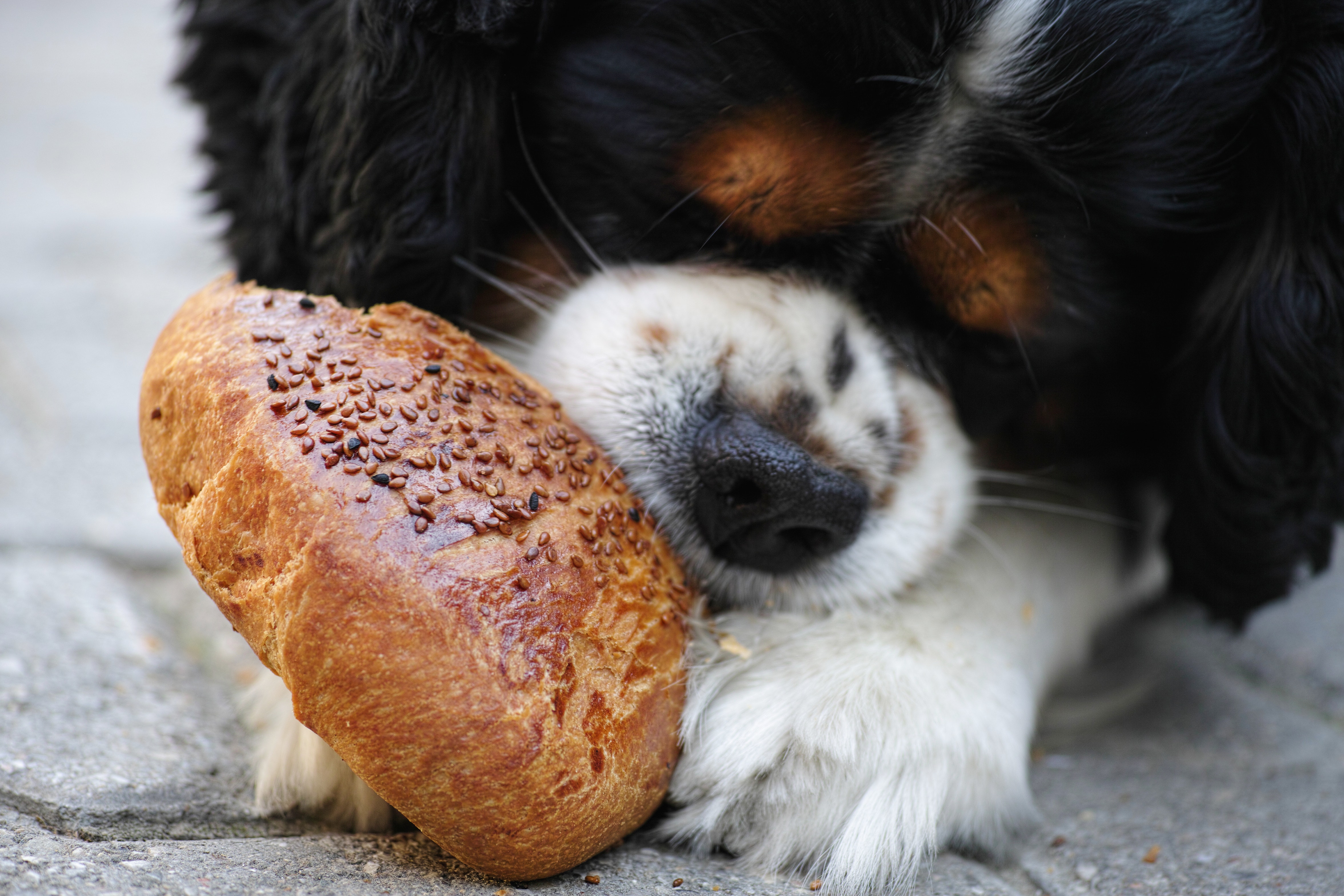 dog