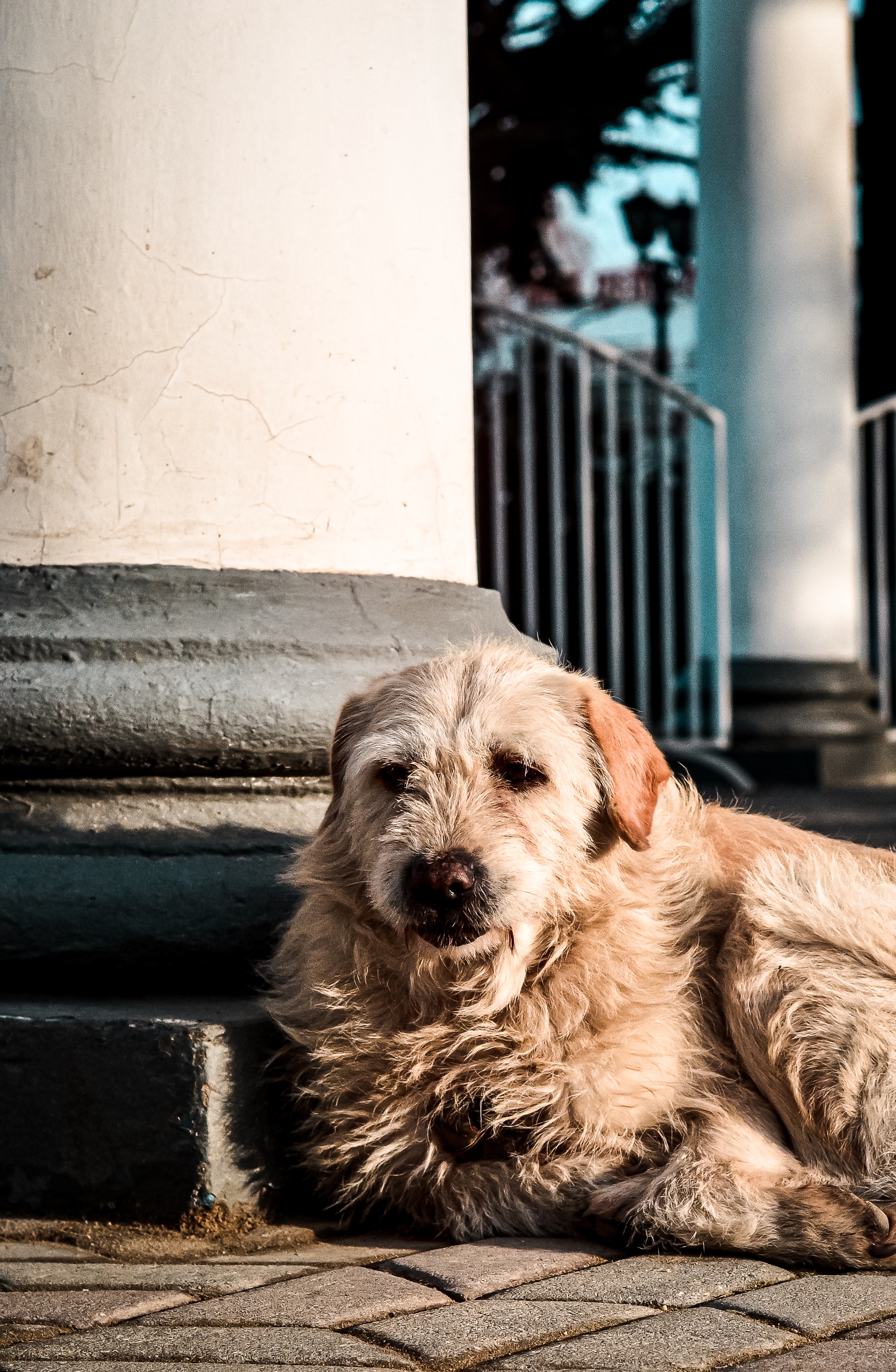 dog
