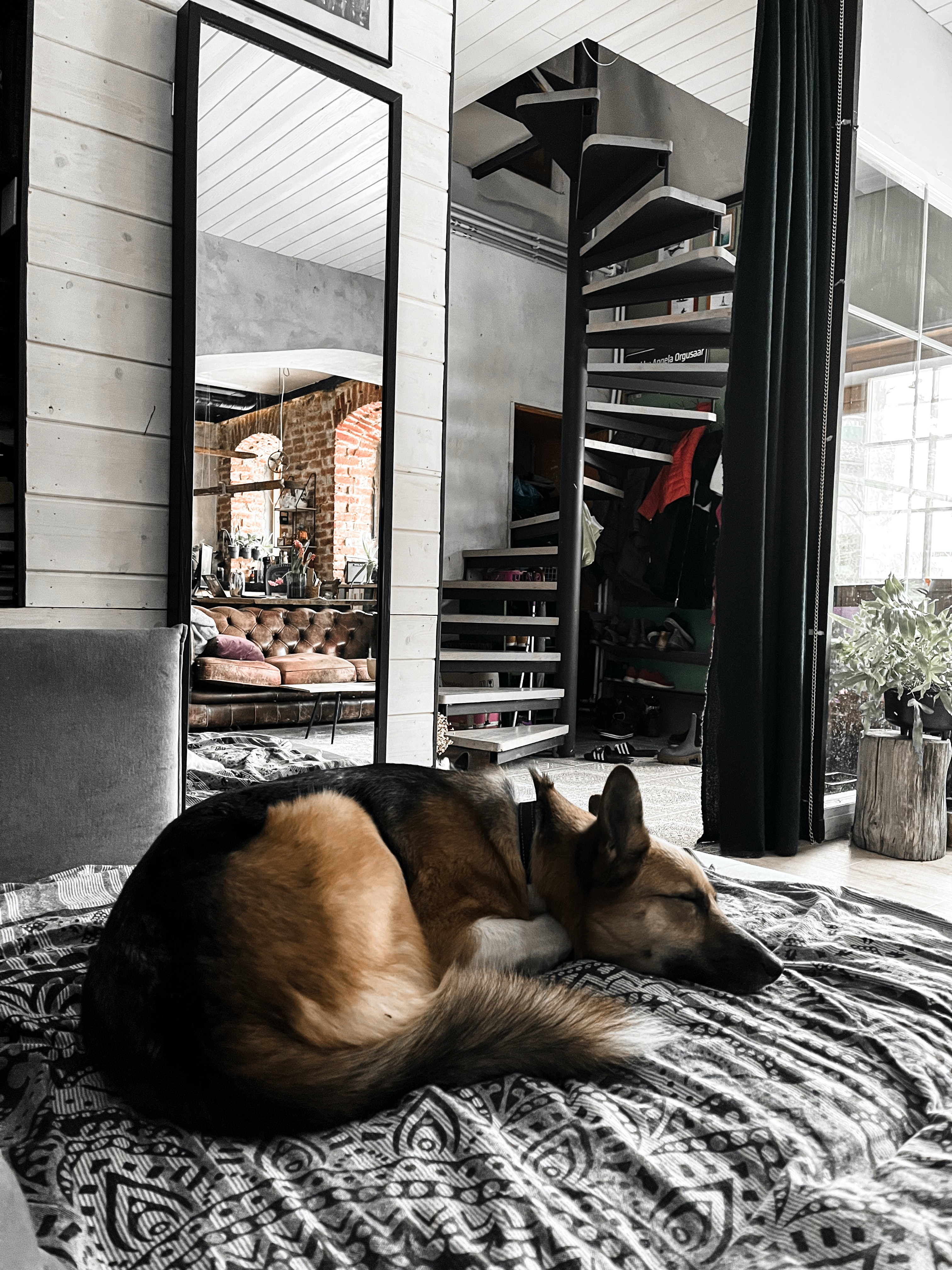 dog