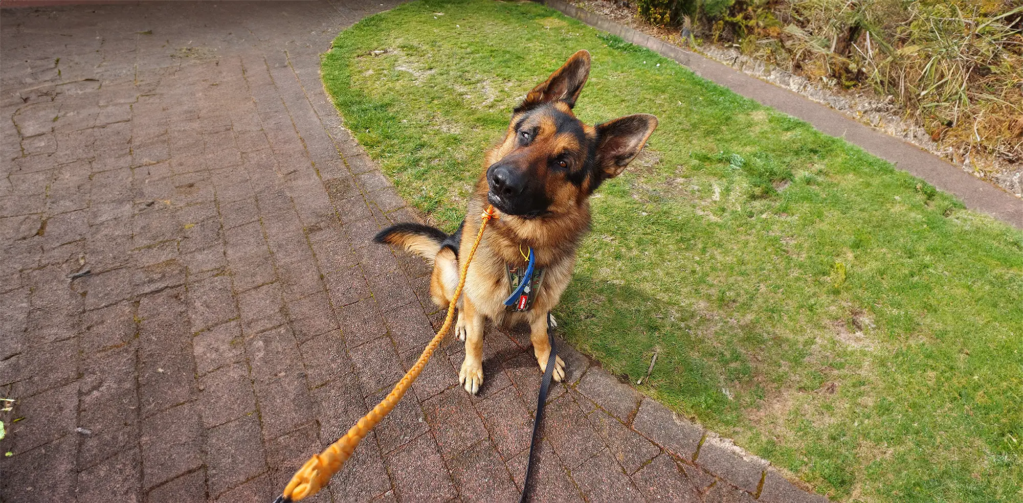 dog